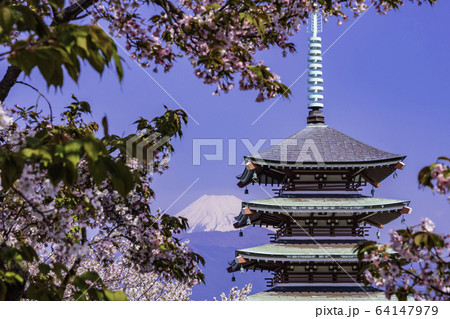（静岡県）桜満開の香貫山、慰霊塔と富士山 64147979