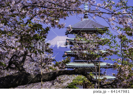(静岡県)桜満開の香貫山、慰霊塔と富士山 (静岡県)桜満開の香貫山、慰霊塔と富士山 64147981
