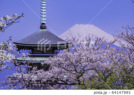 (静岡県)桜満開の香貫山、慰霊塔と富士山 (静岡県)桜満開の香貫山、慰霊塔と富士山 64147993