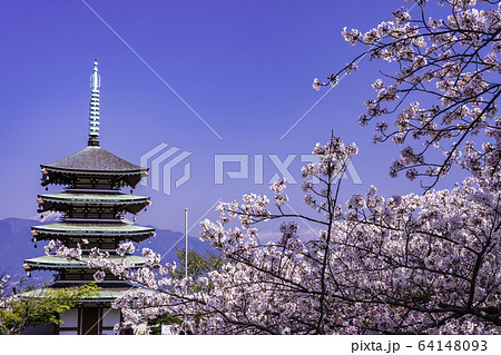 (静岡県)桜満開の香貫山、慰霊塔 (静岡県)桜満開の香貫山、慰霊塔 64148093