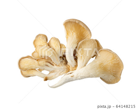 Raw Fresh Oyster Mushrooms, Pleurotus or Abalone 64148215