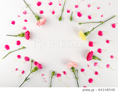 Fresh Carnation Flower, Dianthus or Schabaud 64148540