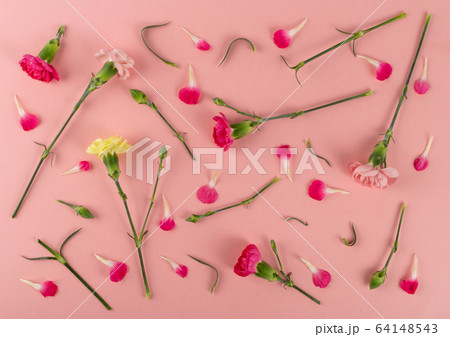 Fresh Carnation Flower, Dianthus or Schabaud 64148543