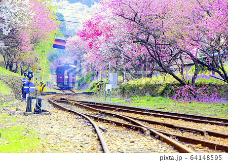 花桃とレール分岐 64148595