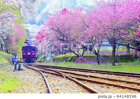 春のわたらせ渓谷鉄道と分岐点 64148596