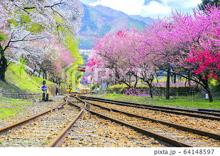 花桃とわたらせ渓谷鉄道と分岐点 64148597