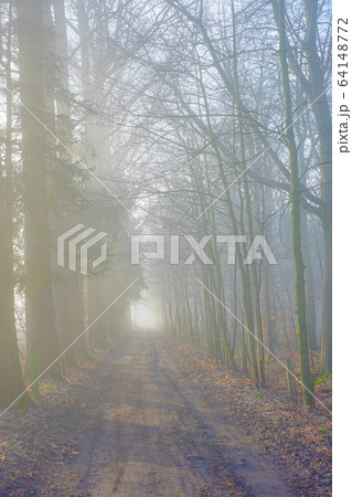 Straight diminishing countryside pathway in autumn season Straight diminishing countryside pathway in autumn season 64148772