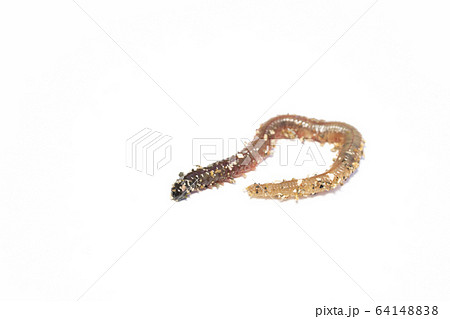 ゴカイ ゴカイ 64148838