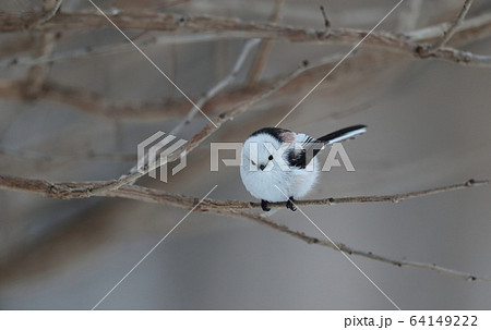 シマエナガ 64149222