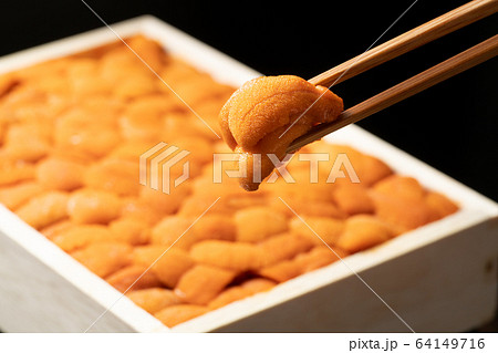 ウニ 64149716