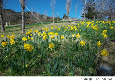 淡路島国営明石海峡公園　水仙 64150158