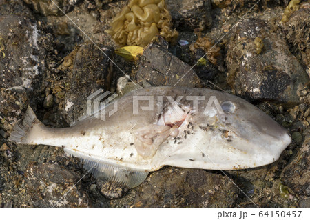 ウマヅラハギ　死骸 64150457