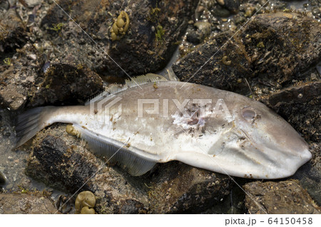 ウマヅラハギ 死骸 ウマヅラハギ 死骸 64150458