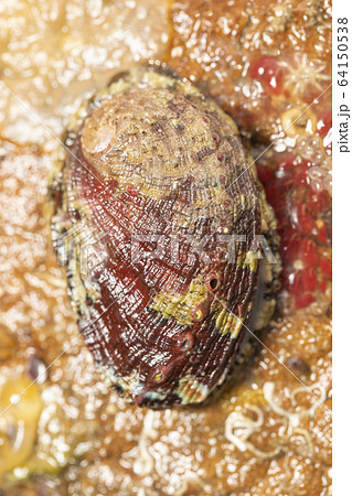 アワビ アワビ 64150538