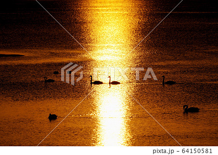 サロマ湖の夕日と白鳥　”北見市” 64150581