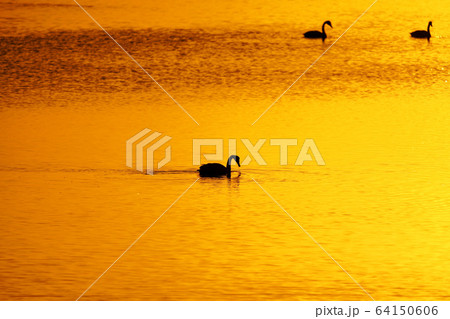 サロマ湖の夕日と白鳥 ”北見市” サロマ湖の夕日と白鳥 ”北見市” 64150606