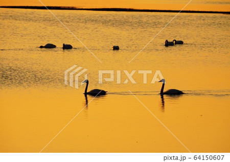 サロマ湖の夕日と白鳥　”北見市” 64150607