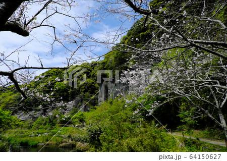 岩屋公園の桜の木の間から見える絶壁 岩屋公園の桜の木の間から見える絶壁 64150627
