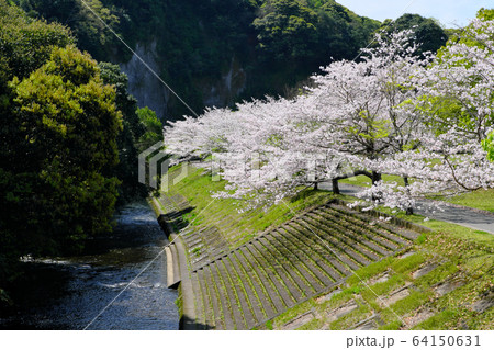 岩屋公園の川沿いの土手に咲く美しい桜 64150631