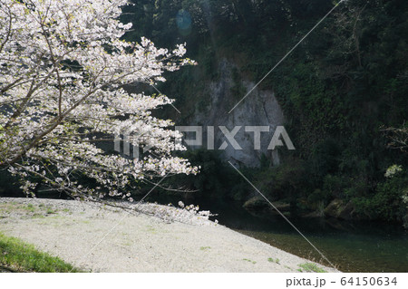 岩屋公園の清流を流れる傍に咲く桜 岩屋公園の清流を流れる傍に咲く桜 64150634