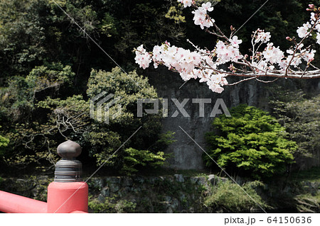 岩屋公園の春の橋 岩屋公園の春の橋 64150636