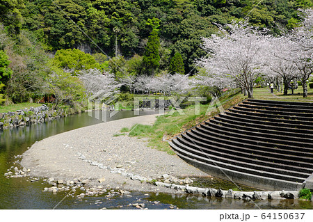 桜が咲く岩屋公園を流れる川 桜が咲く岩屋公園を流れる川 64150637