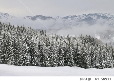 雪に覆われた森と山の写真素材