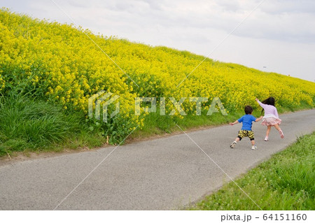 菜の花畑ではしゃぐ子ども達 64151160