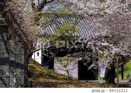 舞鶴公園の桜 64151211