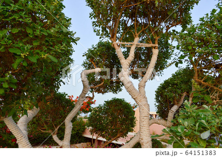 A beautiful unusual exotic tree with green  64151383