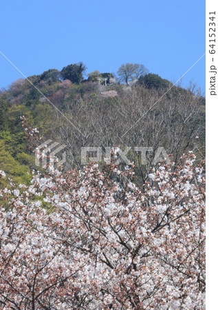桜満開の高屋神社、下宮参道から見上げる本宮の「天空の鳥居」 桜満開の高屋神社、下宮参道から見上げる本宮の「天空の鳥居」 64152341