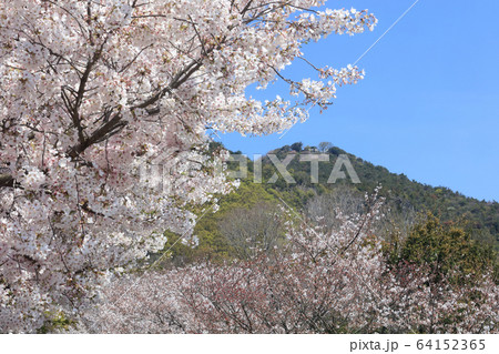 桜満開の高屋神社、下宮参道から見上げる本宮の「天空の鳥居」 桜満開の高屋神社、下宮参道から見上げる本宮の「天空の鳥居」 64152365
