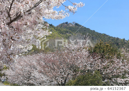 桜満開の高屋神社、下宮参道から見上げる本宮の「天空の鳥居」 64152367