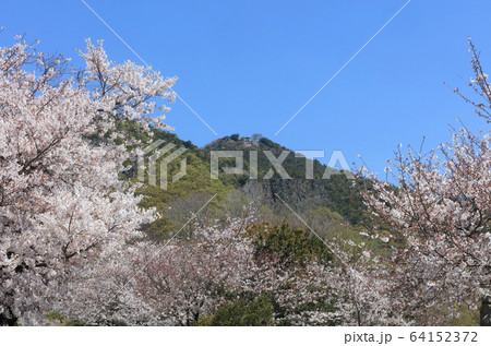 桜満開の高屋神社、下宮参道から見上げる本宮の「天空の鳥居」 64152372