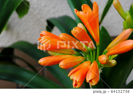 オレンジ色に咲く綺麗な君子蘭の花 64152736