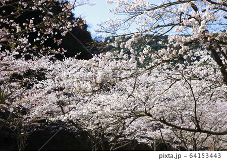 玉井御殿 64153443