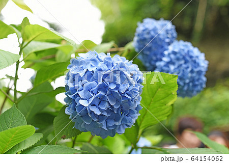 あじさい 64154062