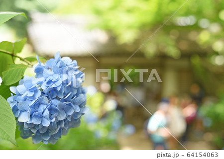 明月院　あじさい 64154063