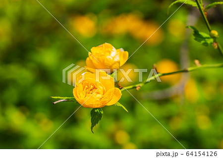 春 八重山吹 春 八重山吹 64154126