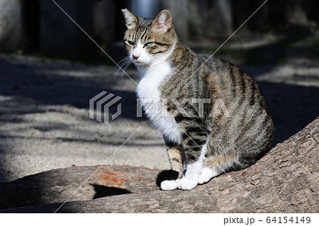 シュっとしたキジ白の猫の写真素材 [64154149] - PIXTA