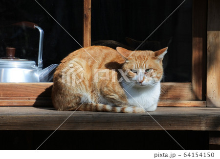 茶白猫　不機嫌な顔 64154150