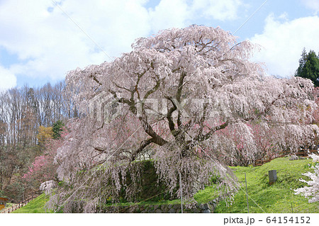 満開の又兵衛桜 64154152