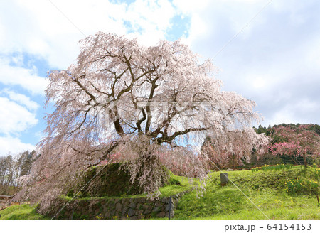 満開の又兵衛桜 満開の又兵衛桜 64154153