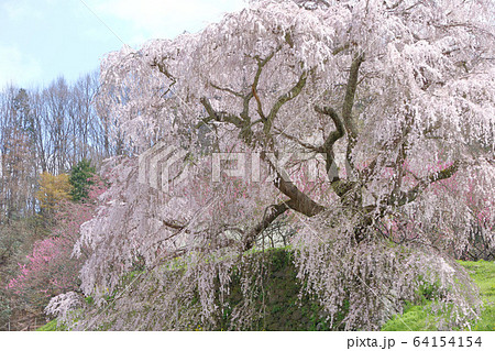 満開の又兵衛桜 64154154