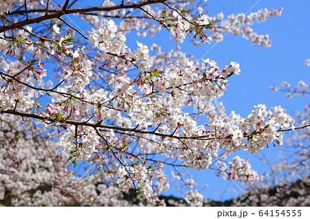 玉井御殿 64154555