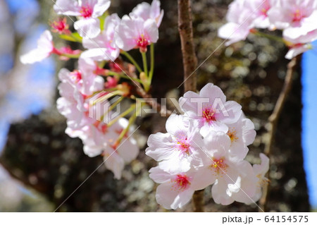 玉井御殿 64154575