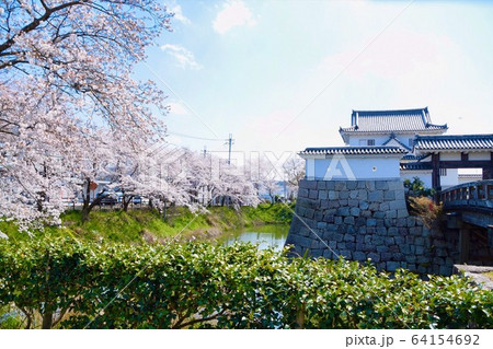 水口城と桜 水口城と桜 64154692