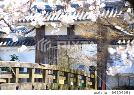水口城と桜 水口城と桜 64154693