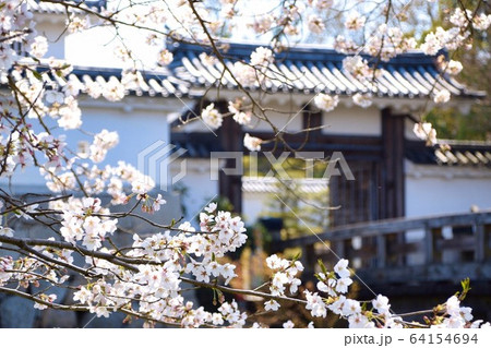 水口城と桜 64154694