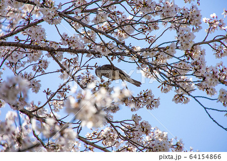 ヒヨドリ　桜 64154866
